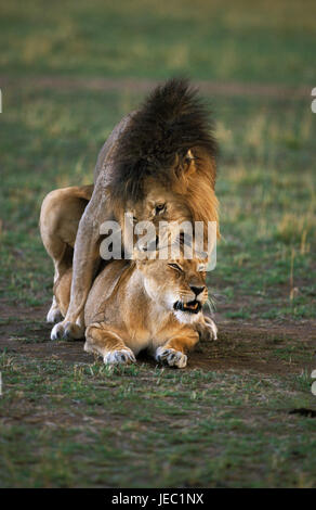 Lion et lionne avec l'accouplement, Panthera leo, Banque D'Images