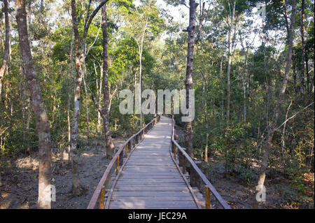 Jetée en bois sur les marais de l'héritage culturel mondial de l'UNESCO, Sundarbans, Asie, Bangladesh Banque D'Images