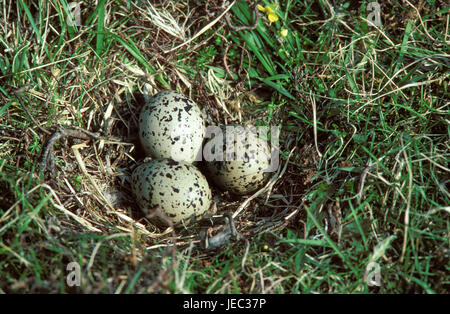 Huîtrier pie, Haematopus ostralegus, oeufs de l'huîtrier pie au nid, Banque D'Images