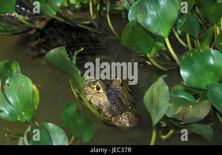 Museau large, caïman Caiman latirostris, dans le marais, Pantanal, Brésil, Banque D'Images