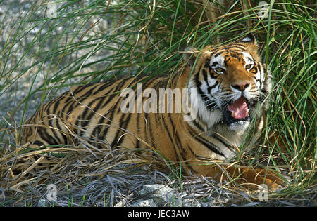Tigre de Sibérie, Panthera tigris altaica, Banque D'Images