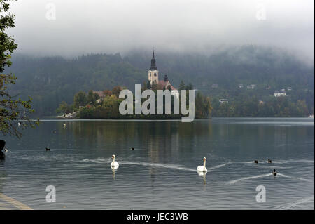 La Slovénie, de la région de Gorenjska, Bled, le lac Bleder, île avec église, de cygnes dans l'avant-plan, Banque D'Images