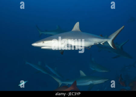 Les requins gris de récif, Carcharhinus amblyrhynchos, Nagali, Fidji, Banque D'Images