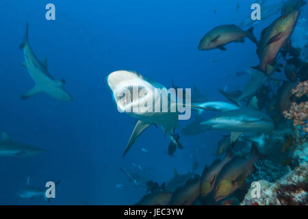 Les requins gris de récif, Carcharhinus amblyrhynchos, Nagali, Fidji, Banque D'Images