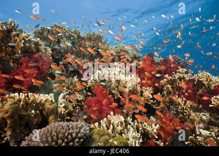 Coral reef avec drapeau perchoirs, Pseudanthias squamipinnis, région, Lomaiviti, Fidji, Banque D'Images