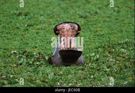 Hippopotame, Hippopotamus amphibius, parc de Masai Mara, Kenya, Banque D'Images