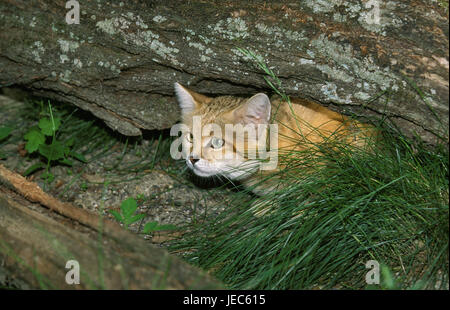 Sand cat, Felis margarita, sous le tronc, Banque D'Images