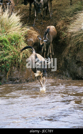 Film gnu, Connochaetes taurinus, se concentre au cours de la randonnée, parc de Masai Mara, Kenya, Banque D'Images