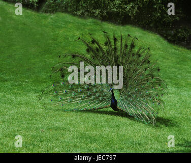 Paon bleu Pavo cristatus, spectacles, son plumage, Banque D'Images