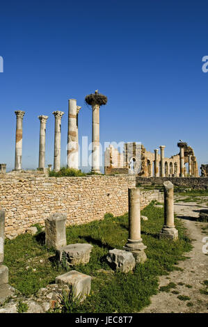 Le Maroc, Volubilis, ruines, piliers, Stork|s nest, Afrique, Afrique du Nord, la destination, le lieu d'intérêts, de la culture, ruine, structures de terrain, les bâtiments, l'architecture, reste, destruction, transitoriness, à l'extérieur, déserté, antique, romaine, l'excavation, l'excavation, site du patrimoine culturel mondial de l'UNESCO, Vogel's Nest, Stork, Banque D'Images