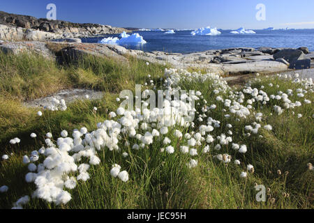 Le Groenland, Soirée Disco Bay, Rodebay, linaigrette, Eriophorum spec., fjord, icebergs, l'ouest du Groenland, l'Arctique, l'été, la végétation, la botanique, l'herbe, les plantes, herbes, roseaux, manches de fleurs nature, préservée, port, littoral, paysage, à l'extérieur, déserte, E), de la mer, l'eau, Banque D'Images