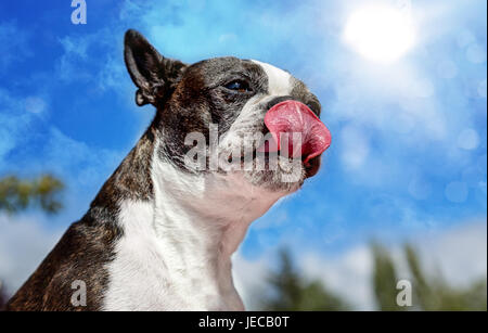 Boston Terrier côtelettes lécher sur une journée ensoleillée, image en couleur, le jour Banque D'Images