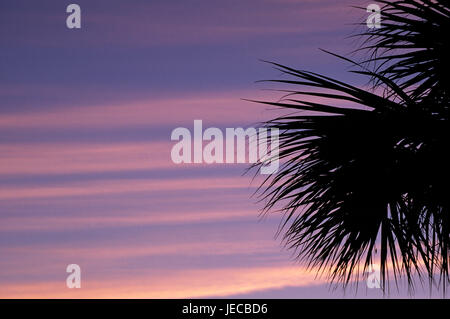 Dawn Palm, JN Ding Darling National Wildlife Refuge, en Floride Banque D'Images