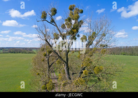 Poplar tree avec gui près de Teschendorf, Brandebourg, Allemagne Banque D'Images