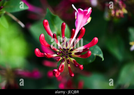 Lonicera periclymenum fleur qui s'épanouit dans le jardin, l'heure d'été. Banque D'Images
