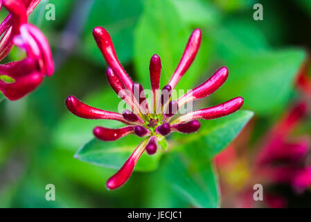 Lonicera periclymenum fleur qui s'épanouit dans le jardin, l'heure d'été. Banque D'Images