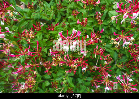 Lonicera periclymenum fleur qui s'épanouit dans le jardin, l'heure d'été. Banque D'Images