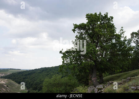 Mighty Oak avec marquage. Vue d'un grand chêne qui se trouve au-dessus de la rivière. Banque D'Images