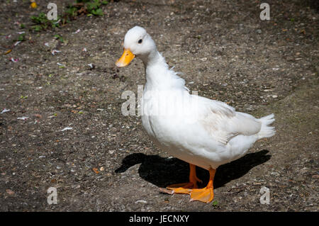 Seul appel blanc de canard. Semi-profil. Les canards d'appel ont été utilisées par les chasseurs comme appelants parce que leur quacking a attiré d'autres canards dans à t Banque D'Images