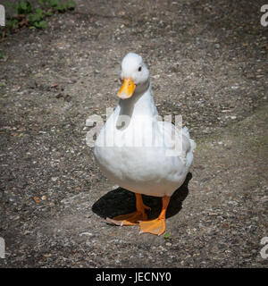 Canard d'appel blanc face à l'appareil photo. Banque D'Images