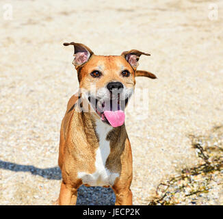 Redhead bull-terrier américain de mine jouant dans nature, de sourire sur le visage Banque D'Images