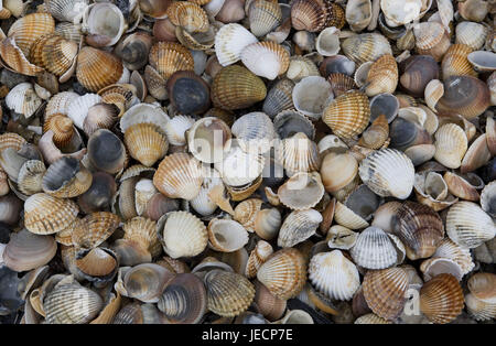 Moules, plage, Banque D'Images