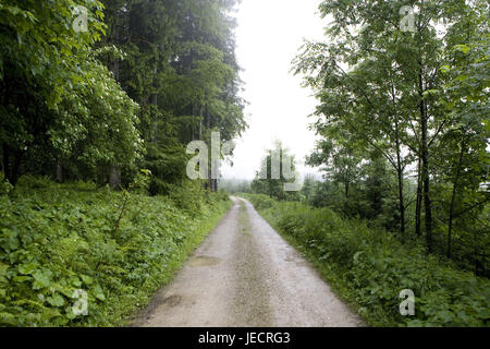 Bois, forêt, printemps, l'Autriche, chambre de sel, Banque D'Images