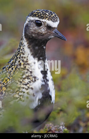 Piper Laburnum, île de Varanger, Norvège, Banque D'Images