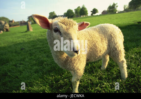 Pré, mouton, agneau, Cotswolds, l'agriculture, l'économie, animal, mammifère, animal de prestations, l'élevage, de l'élevage, terre ouverte position, Schafrasse, Ovis, jeune animal, animal enfant, curieusement, Banque D'Images