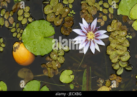 Martinique, Balata, jardin botanique, plantes de l'eau, Banque D'Images