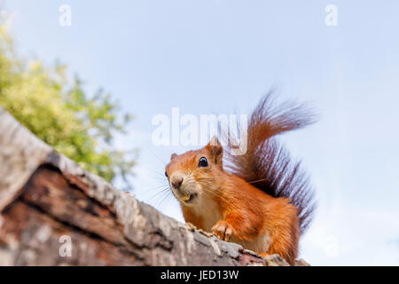 La faune indigène britannique : l'Écureuil roux (Sciurus vulgaris) sur un journal, British Wildlife Centre, Newchapel, Lingfield, Surrey, UK Banque D'Images
