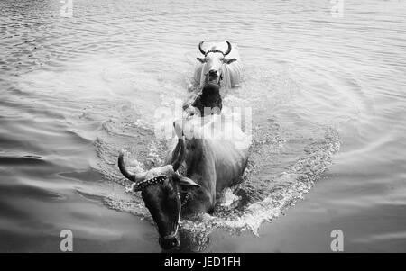 Un agriculteur travaille dur pour se baigner son équipe réticente de boeufs dans un lac après une journée de travail en tirant une charrette près de Vaishali, Bihar, Inde. Banque D'Images