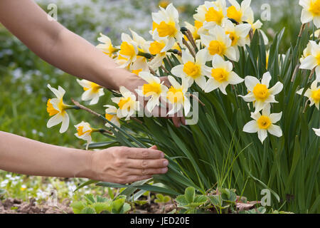 Cueillette de fleurs de narcisses mains dans le jardin Banque D'Images