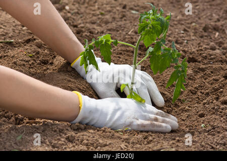 Dans les mains des semis plantation gants de tomate dans le jardin Banque D'Images