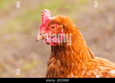 Un intérieur rouge poulet dans le jardin avec l'exemplaire de l'espace. Banque D'Images