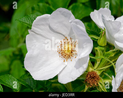 Grande randonnée blanc rose poussant sur un buisson, à côté de l'anglais un pré. Banque D'Images