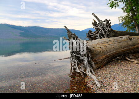 Arbre tombé par le lac Macdonald, Glacier NP, Montana Banque D'Images