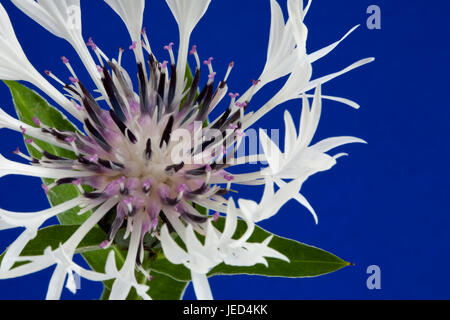 Close up étude de centaurea montana 'Alba' Banque D'Images