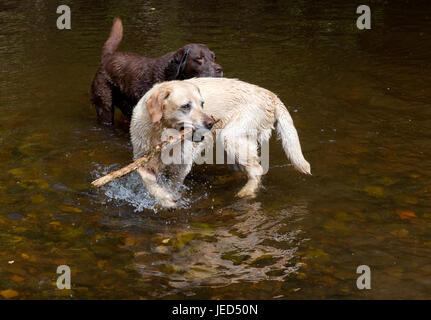 Les Labrador jouant dans la rivière North Esk à Roslin Glen de Midlothian Ecosse Banque D'Images