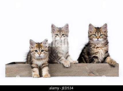 Trois chatons chat des forêts sibériennes / assis dans un plateau en bois isolé sur fond blanc Banque D'Images