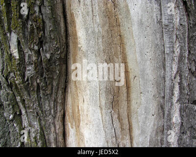 L'écorce d'arbre, pelées, la texture d'arrière-plan Banque D'Images