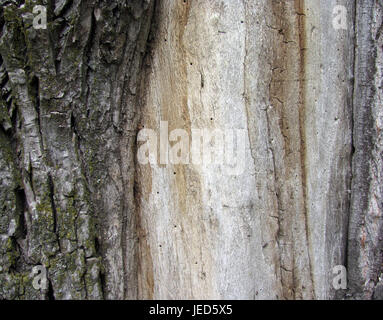 L'écorce d'arbre, pelées, la texture d'arrière-plan Banque D'Images