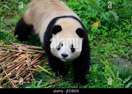 Chengdu. 24 Juin, 2017. Photo prise le 3 Mai 2017 Affiche grand panda 'Meng Meng' à la base de recherche de Chengdu Panda Géant la reproduction dans le sud-ouest de Chengdu, capitale de la province chinoise du Sichuan. Pandas géants 'Meng Meng' et 'Jiao Qing' a pris un vol nolisé le 24 juin à partir de Chengdu à s'installer dans leur nouvelle maison au zoo de Berlin à Berlin, en Allemagne, les 15 ans de mission de recherche. 'Meng Meng', une femme, est de quatre ans, et 'Jiao Qing' est un 7 ans. Source : Xinhua/Alamy Live News Banque D'Images