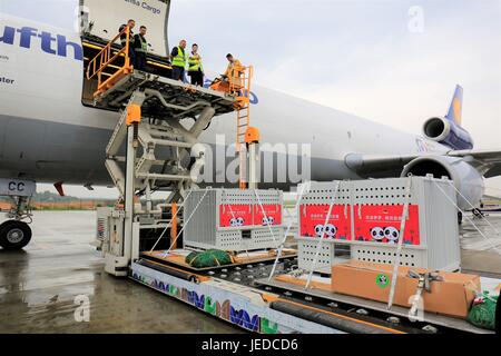 Chengdu. 24 Juin, 2017. Pandas géants 'Meng Meng' et 'Jiao Qing' sont transférés dans un vol à l'aéroport de Chengdu, capitale du sud-ouest de la province chinoise du Sichuan, le 24 juin 2017, de partir pour le zoo de Berlin en Allemagne. 'Meng Meng', un mandat de quatre ans, panda, et 'Jiao Qing', une période de sept ans, s'installer dans leur nouvelle maison à Berlin les 15 ans de mission de recherche. Source : Xinhua/Alamy Live News Banque D'Images