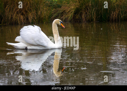 Cygne nageant dans l'étang glacé, Angleterre, Royaume-Uni avec réflexion dans la glace et l'eau Banque D'Images