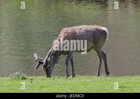 Wild red deer (Cervus elaphus) les rives de la rivière Helmsdale Sutherland en Écosse Banque D'Images