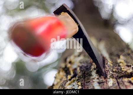 Une hache est coincé dans un arbre dans la forêt Banque D'Images