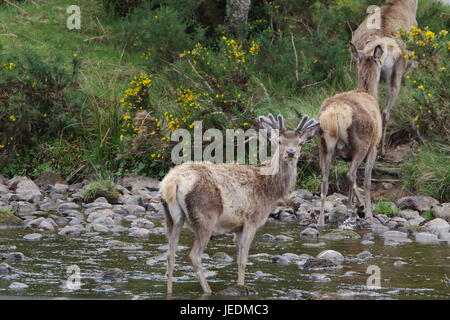 Wild red deer (Cervus elaphus) les rives de la rivière Helmsdale Sutherland en Écosse Banque D'Images