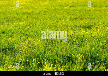 Champ d'été, vert herbe juteuse, renoncules et épillets sombre Banque D'Images