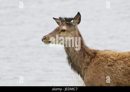 Wild red deer (Cervus elaphus) les rives de la rivière Helmsdale Sutherland en Écosse Banque D'Images